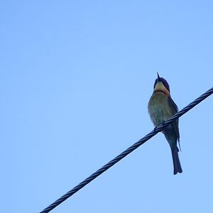 Chestnut-headed Bee-Eater (Merops leschenaulti leschenaulti)