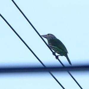 Lineated barbet (Psilopogon lineatus hodgsoni)