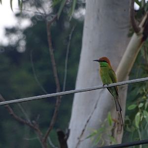 Asian green bee-eater (Merops orientalis)