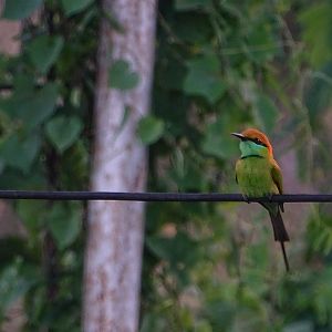 Asian green bee-eater (Merops orientalis)