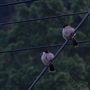 Sooty bulbul (Pycnonotus aurigaster)