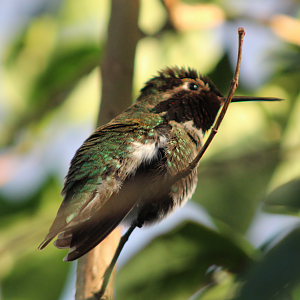 Anna's Hummingbird