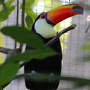 Toco Toucan