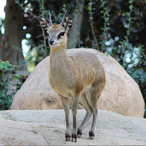 Klipspringer