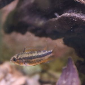 Apistogramma cacatuoides?
