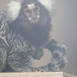 Common Marmoset