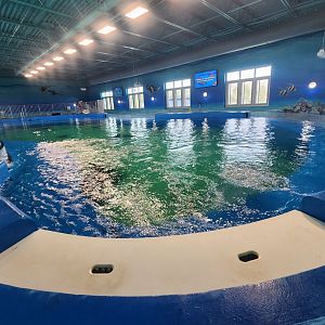 Ocean Adventures (IMMS) - Ray touch pool