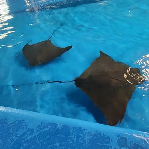 Ocean Adventures (IMMS) - Cownose rays