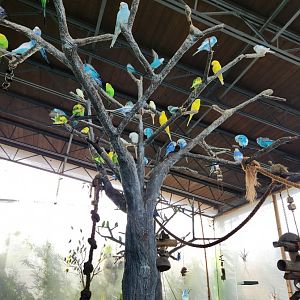 Ocean Adventures (IMMS) - Budgies