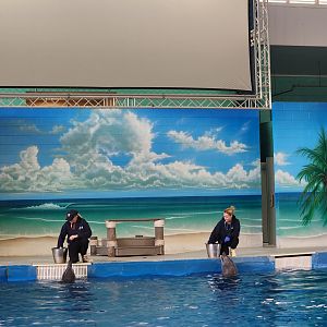 Ocean Adventures (IMMS) - Dolphin show