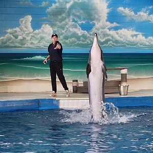 Ocean Adventures (IMMS) - Dolphin performing