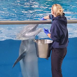 Ocean Adventures (IMMS) - Dolphin feeding