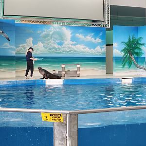 Ocean Adventures (IMMS) - Sea lion training