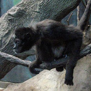 Spider Monkey "Elvis"