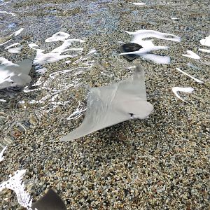 Ocean Adventures (IMMS) - Cownose rays in touch tank