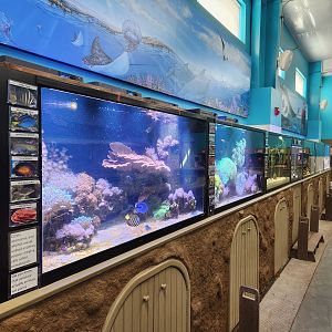 Ocean Adventures (IMMS) - Fish tanks