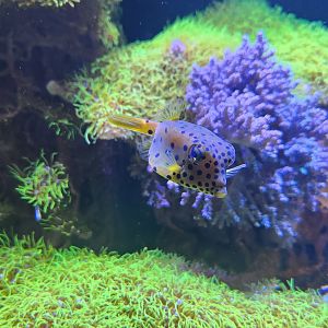 Ocean Adventures (IMMS) - Boxfish