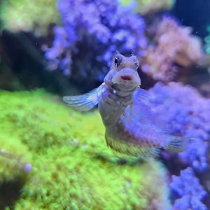 Ocean Adventures (IMMS) - Goby
