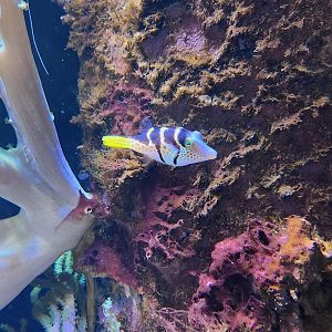 Ocean Adventures (IMMS) - Valentini Puffer