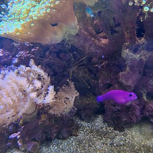 Ocean Adventures (IMMS) - Dottyback