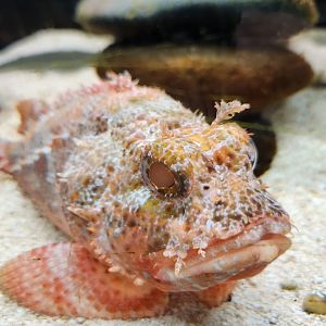 Ocean Adventures (IMMS) - Scorpionfish