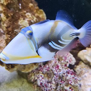 Ocean Adventures (IMMS) - Triggerfish