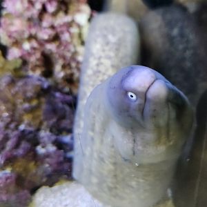 Ocean Adventures (IMMS) - Moray