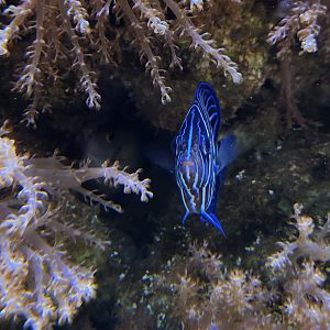 Ocean Adventures (IMMS) - Angelfish