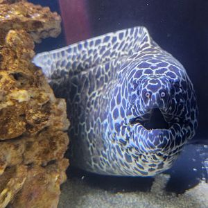 Ocean Adventures (IMMS) - Moray