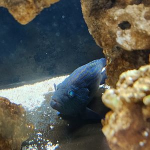 Ocean Adventures (IMMS) - Grouper