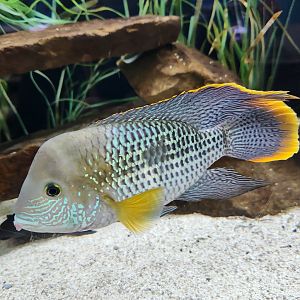 Ocean Adventures (IMMS) - Freshwater fish