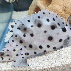 Ocean Adventures (IMMS) - Grouper