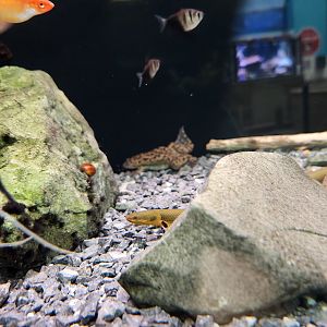 Ocean Adventures (IMMS) - Ropefish