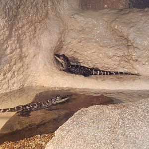 Ocean Adventures (IMMS) - Juvenile alligators