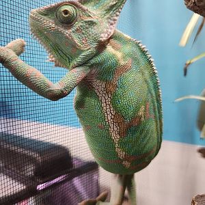 Ocean Adventures (IMMS) - Chamaeleo calyptratus