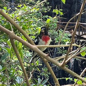 Rose breasted grosbeak male in the Aviario