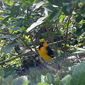 Altamira oriole at the Aviario