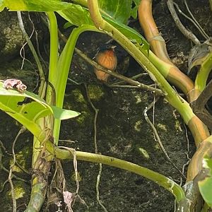 Juvenile thrush at the Aviario