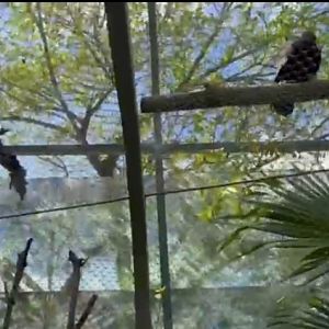 Golden eagle breeding pair at the Aviario