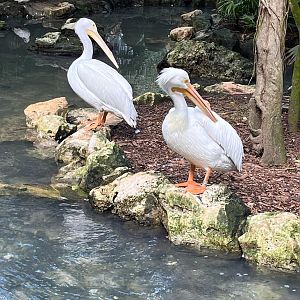 white pelicans at Aviario