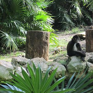 Yucatan mexican spider monkey with iguana visitor