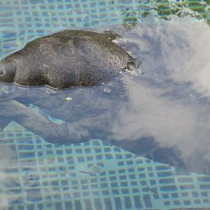 Juvenile Antillan Manatee born at Xcaret last year