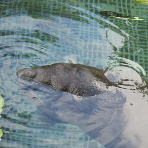 Juvenile Antillan manatee born at Xcaret last year
