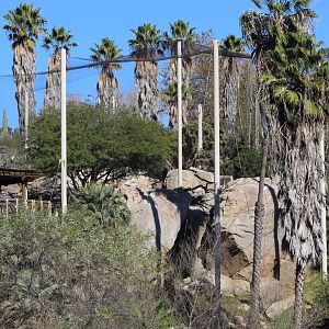 California Condor Aviary - Condor Ridge