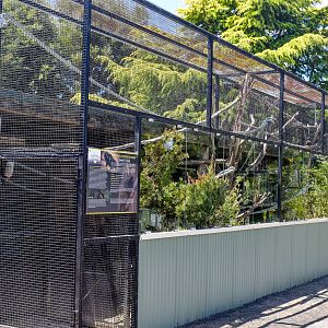 Red-handed Tamarin enclosure
