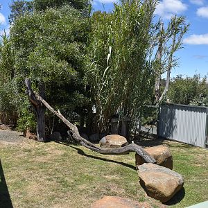 Red Panda enclosure - male