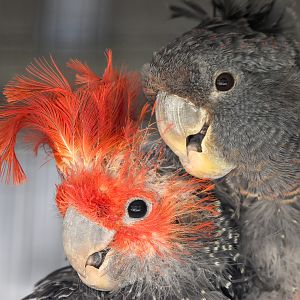 Gang-gang Cockatoos
