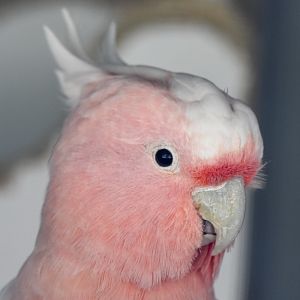 Major Mitchell Cockatoo