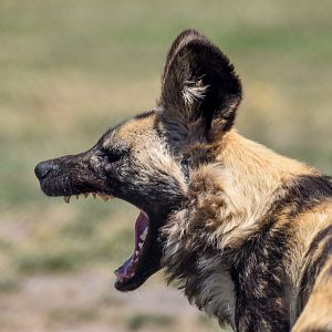 African Wild Dog