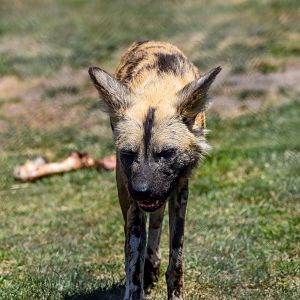 African Wild Dog